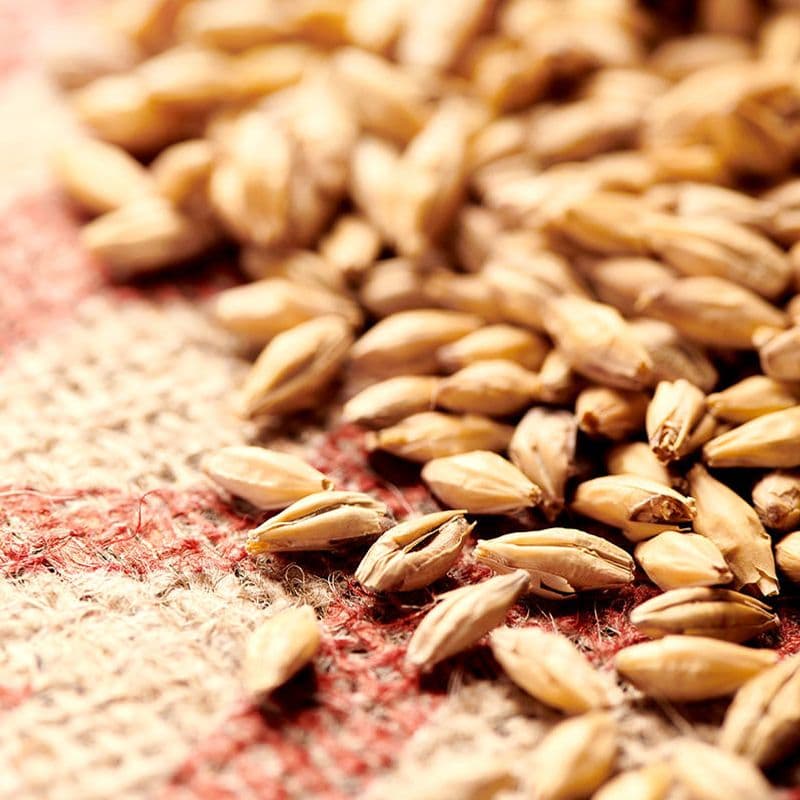 Pilsnermalt