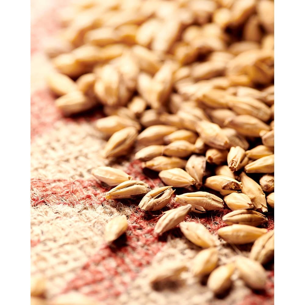 Pilsnermalt