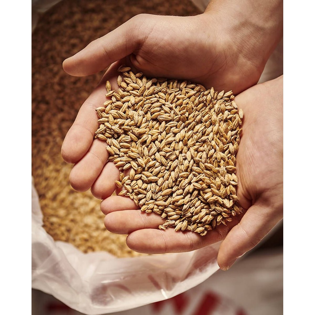 Eraclea pilsner malt