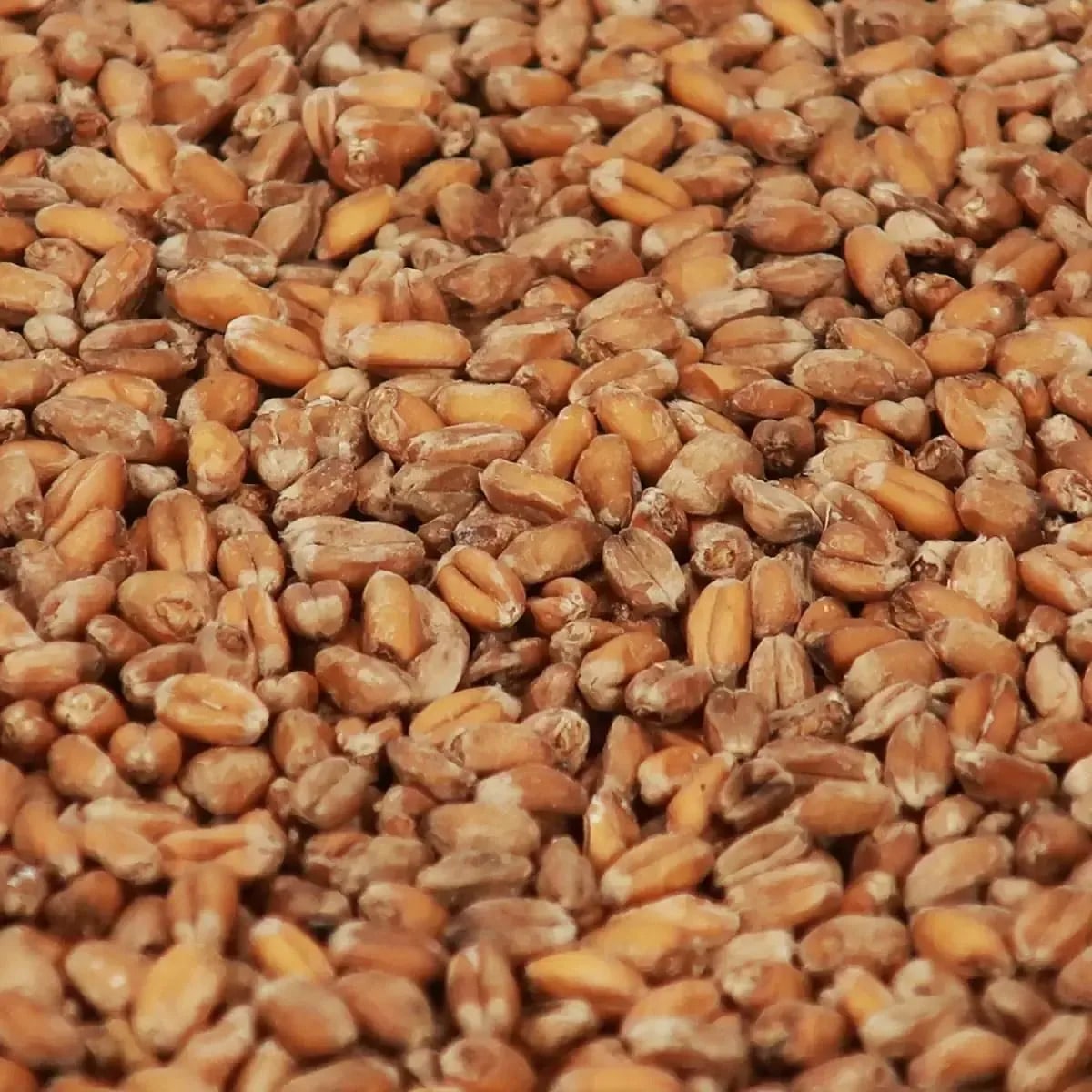 Wheat Crystal Malt