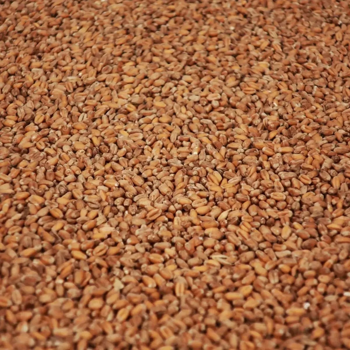 Wheat Crystal Malt