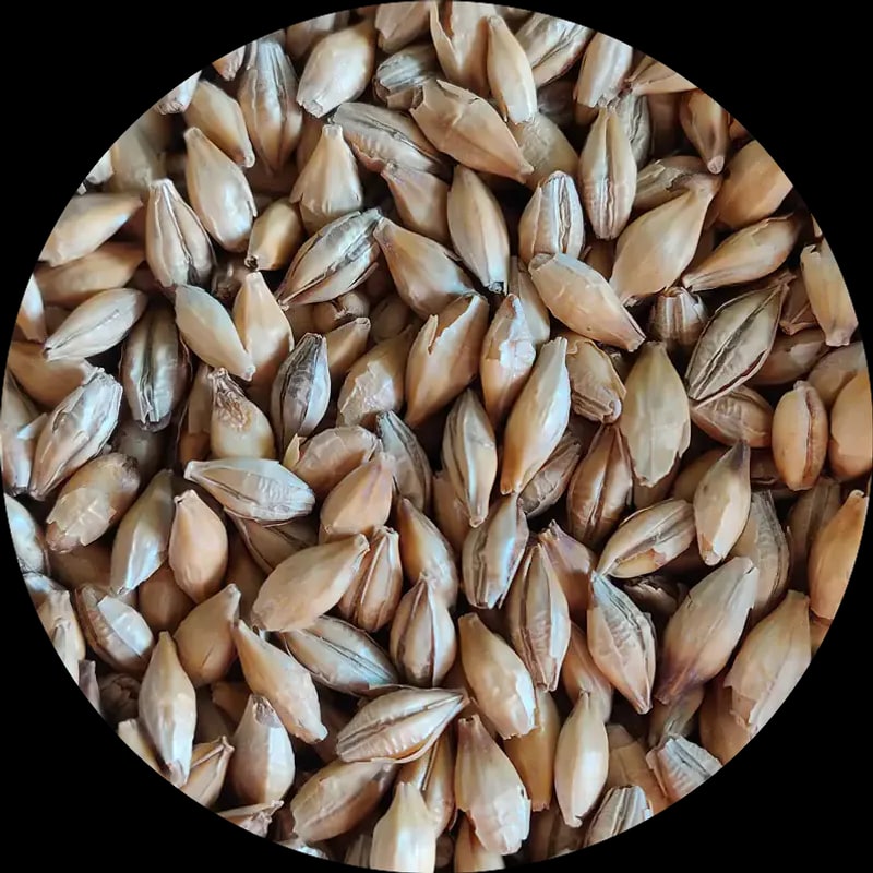 Chit Malt