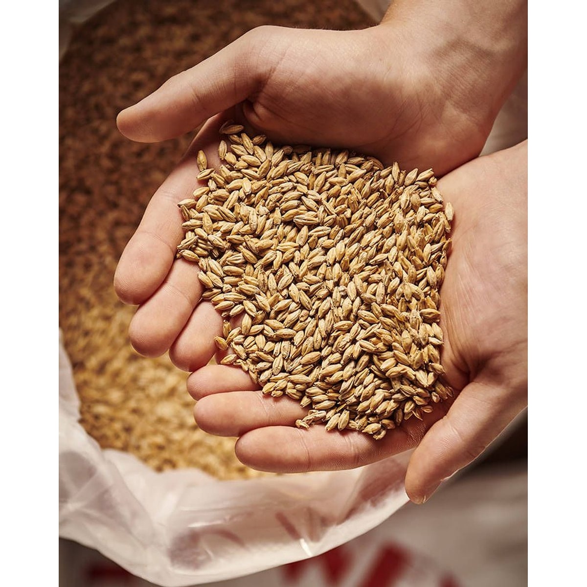 Eraclea pilsner malt